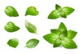 Green basil leaves, fresh sprig of basil